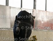 Berlin dei Folletti TosTour2013- S4 6293 : Arezzo, Arezzo Equestrian Centre, Berlin dei Folletti, Cavalli d'Italia, Toscana Tour 2013, foto di Stefano Secchi ©